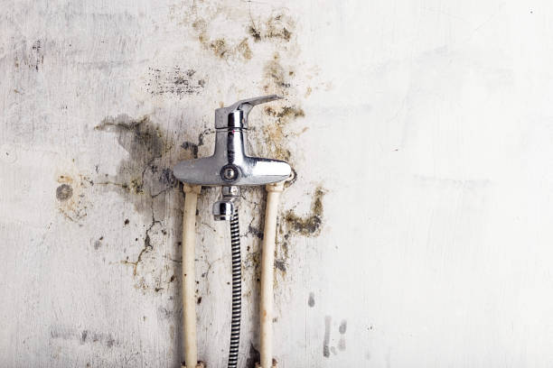 Best Same-Day Mold Removal  in Front Royal, VA