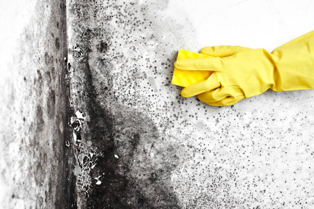 Best Home Mold Removal  in Front Royal, VA