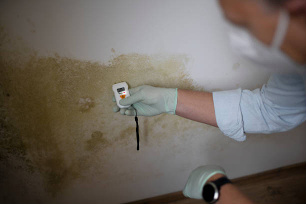 Best Mold Removal Company Near Me  in Front Royal, VA