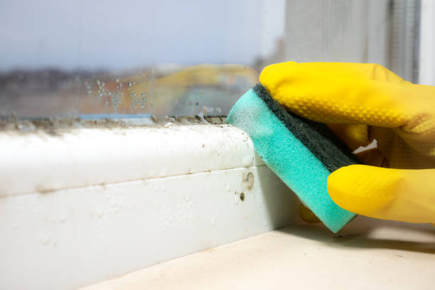 Best Certified Mold Removal  in Front Royal, VA
