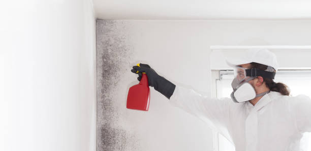 Best Mold Remediation Services  in Front Royal, VA