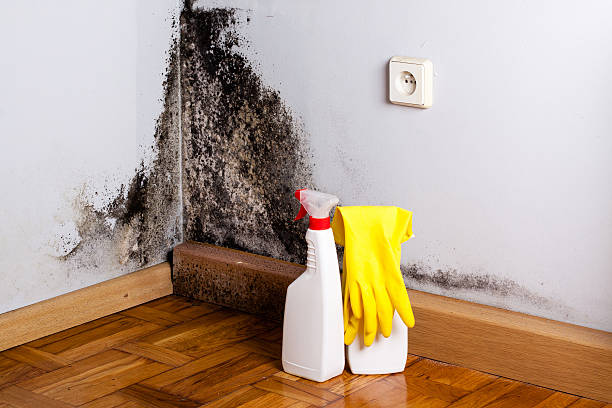 Best Mold Cleaning Services  in Front Royal, VA