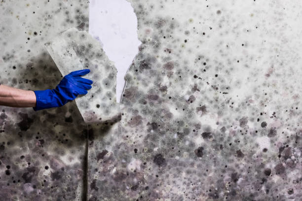 Best Mold Removal Process  in Front Royal, VA