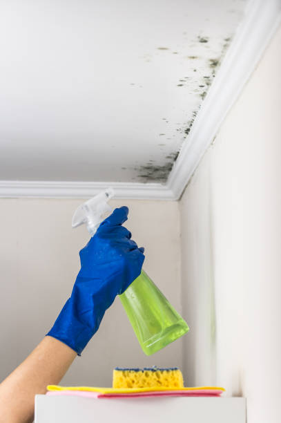 Best Office Mold Removal Services  in Front Royal, VA
