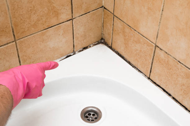 Certified Mold Removal in Front Royal, VA